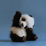 papapa panda lovas