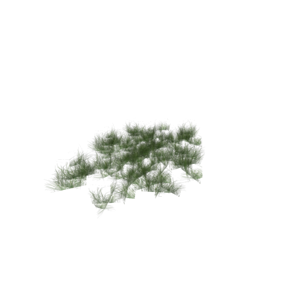 Grass