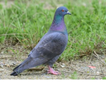 Pigeon group rule