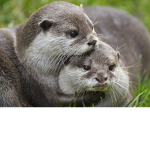 book and beaver games