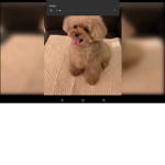 Dog loved forever