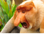 MONKEYS AHHHHHH