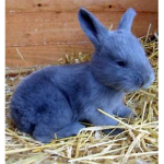 TheBlooBunnys