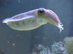 wœrm