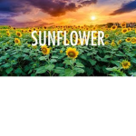 Sunflower Fam