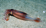 Squid 2