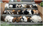 Guinea Pig Fan Team OFFICIAL