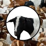 Goat Games Inc