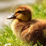 Duckie Developments