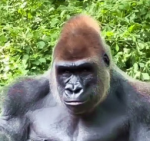 The Mega Monkey Kingdom