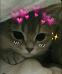 Cutie Cats Community
