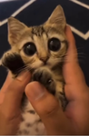 cool cuteis