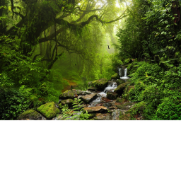 The Forest (Beta)
