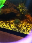 i love turtles