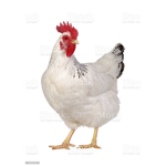 ChickenFanClubOfChicken