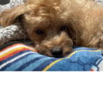 dog군단