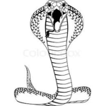 The Cobras Pack