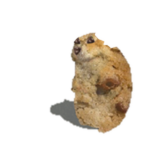 Cookie Chomik