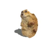Cookie Chomik