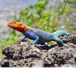 Lizard Lovering Group Of Awesomeness
