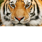King Tigersss