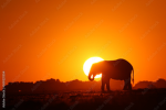 Elephant world1