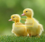 The Duckiezzzzzz