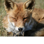 L’équipe renard