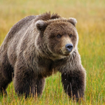 We like bears (remastered)