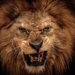 Lions Tribe