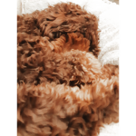 Ross The Poodle