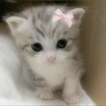 e kitten group..!