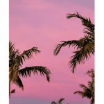Moonlight_Cherry