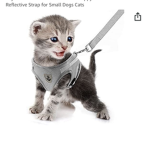 Adorable cat