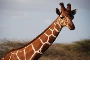 girafe training grounds : snow