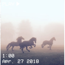 horse fan game! <3