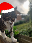 CatPizzaPlayz