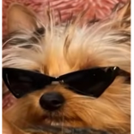 Cool dog -_-