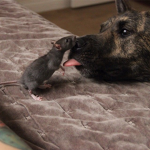 dogs an rats unite plz