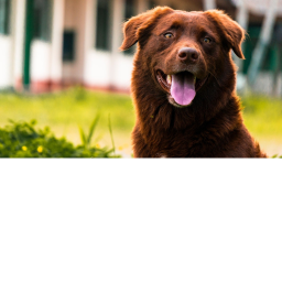 goodbye ruby the dog