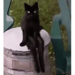 SuSuthekitty1_roblox Fans