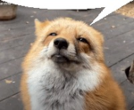 Foxeh and fans