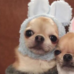 Blueberry Bunnie squad