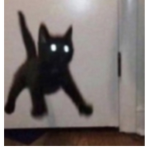 Meow.club