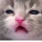 Furry felines