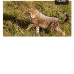 Foxtime