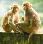 Monkey Incorperated