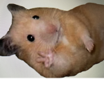 hamster hangout cool
