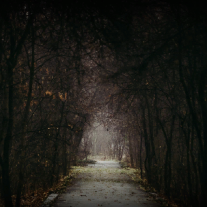 Fall forest road