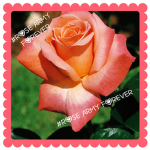 The Rose Fan Club